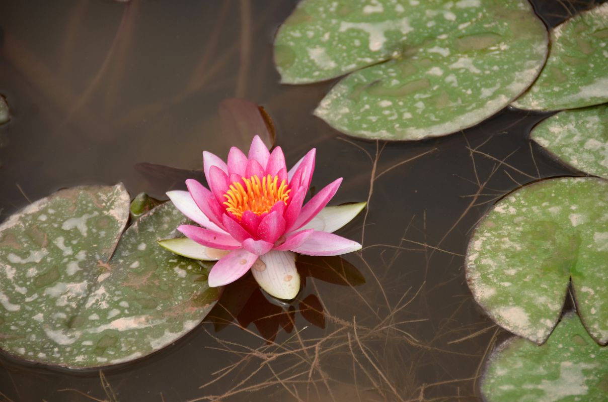 22 Kashgar Donghu East Lake Lotus Pond Red Lotus